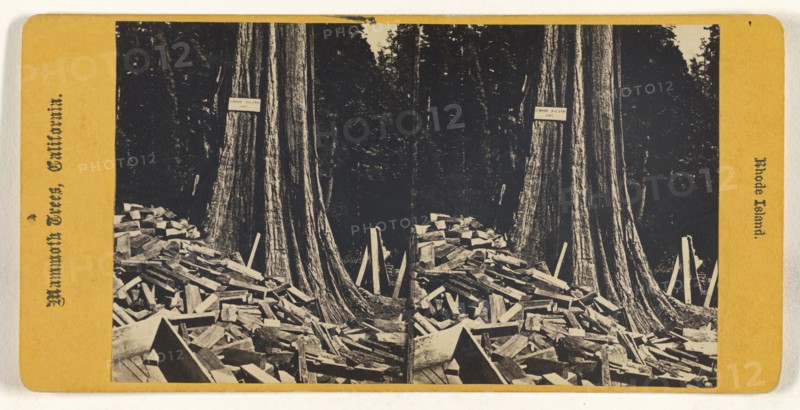 Rhode Island. Mammoth Trees, California; American; about 1870; Albumen silver print