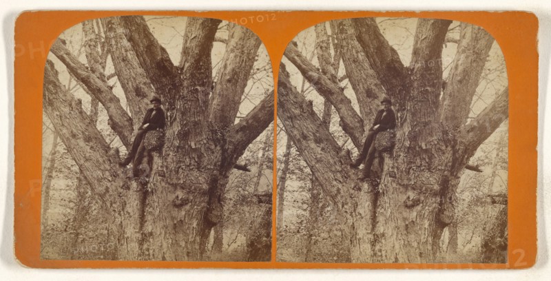 Big Tree, Andover, Mass; American; about 1865; Albumen silver print