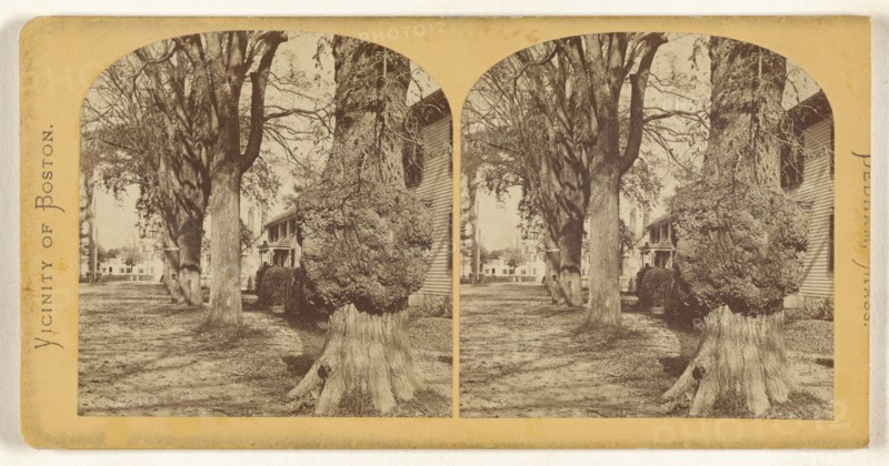 Old Elm, Court Street. Dedham, Mass; American; about 1865; Albumen silver print