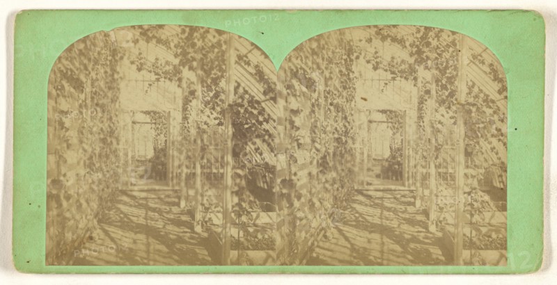 Grapery at Stockbridge, Mass; American; about 1865; Albumen silver print