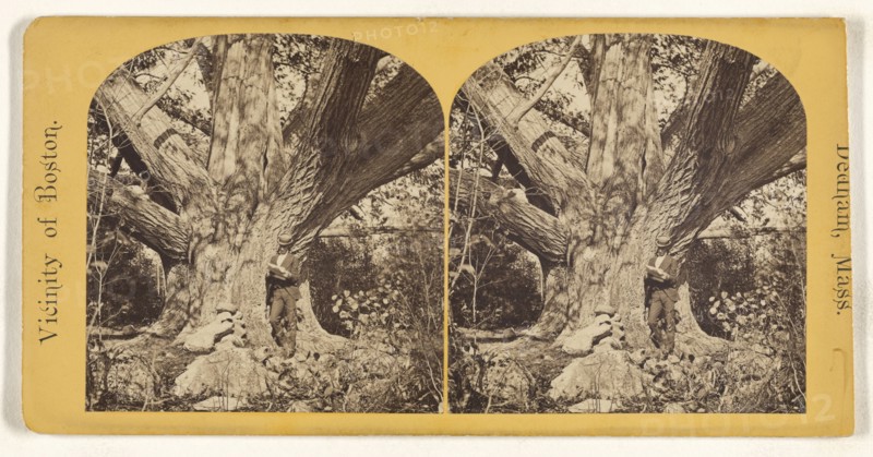 Old Chestnut Tree, Oak Dale, 32 feet in circumference. Dedham, Mass; American; about 1865; Albumen silver print