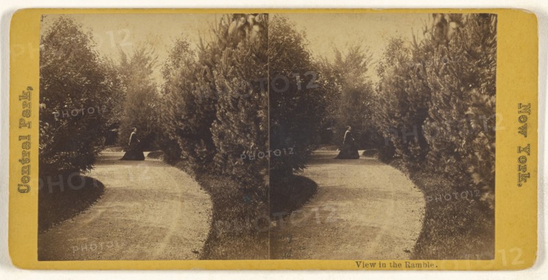 View in the Ramble. Central Park, New York; American; about 1865; Albumen silver print