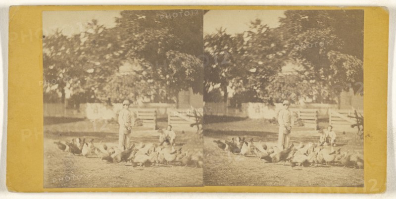 Feeding chickens on Woods Farm near Poughkeepsie, N.Y; American; about 1865; Albumen silver print