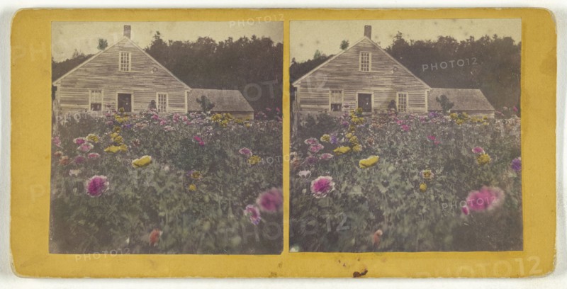 Poppy field Cabbot Vt; American; about 1870; Hand-colored Albumen silver print
