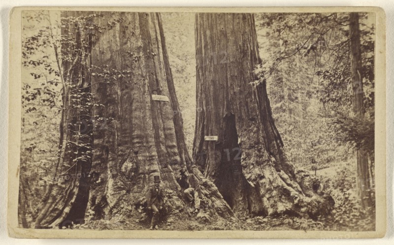 Big Trees - Old Dominion and Uncle Tom's Cabin. Mammoth Grove; Lawrence & Houseworth; about 1865; Albumen silver print