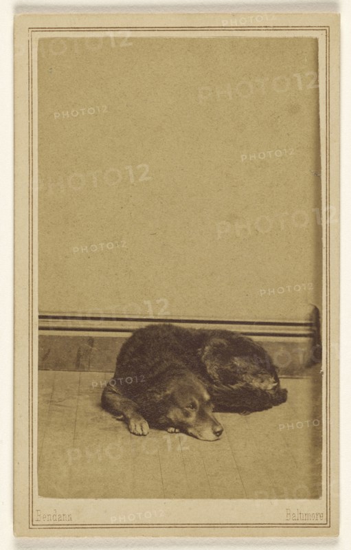 Dog resting on floor; Bendann Brothers, American, active 1850s - 1873, about 1865; Albumen silver print