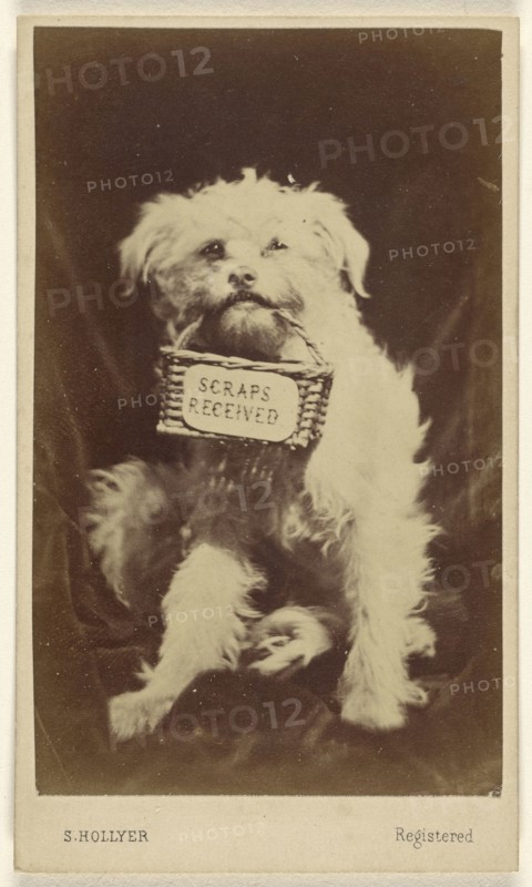 Scraps Received small white dog holding a basket in its mouth; S. Hollyer, British, active 1860s - 1870s, about 1865; Albumen