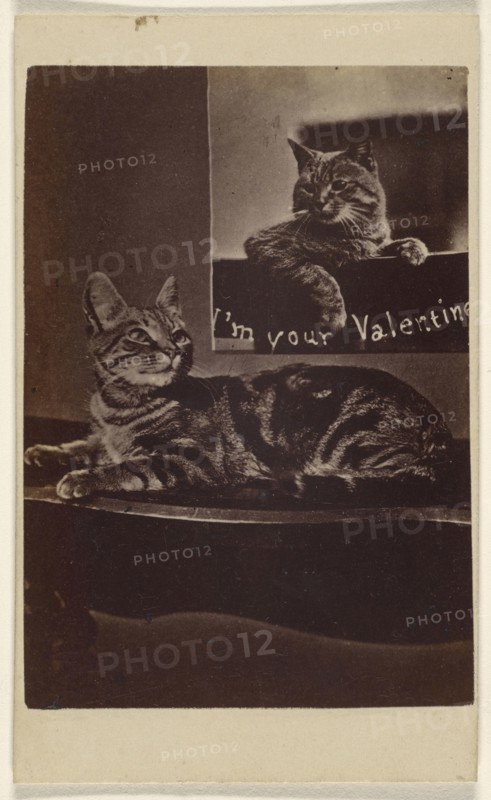 I'm Your Valentine; Henry Pointer, British, 1822 - 1889, about 1865; Albumen silver print