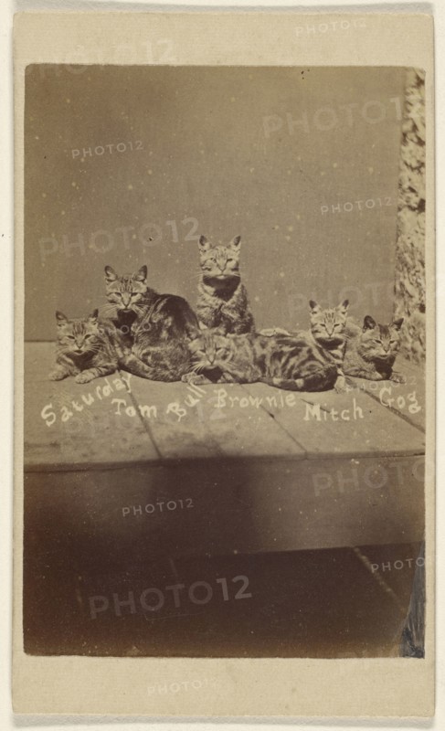 Saturday, Tom, Bull, Brownie, Mitch, Gog; Henry Pointer, British, 1822 - 1889, about 1865; Albumen silver print