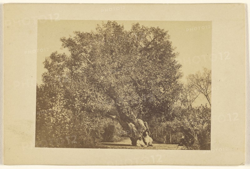 Aubre de la Vierge; Wilhelm Hammerschmidt, German, born Prussia, died 1869, about 1866; Albumen silver print
