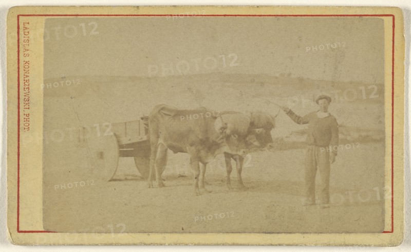 man posing with oxen & cart; Ladislas Konarzewski, French, active St. Jean-de-Luz, France 1880s, 1865 - 1875; Albumen silver