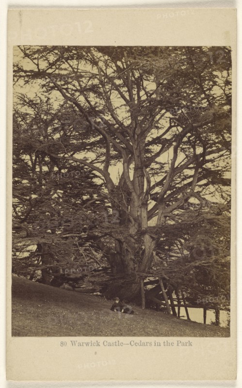 Warwick Castle - Cedars in the Park; Francis Bedford, English, 1815,1816 - 1894, 1864 - 1865; Albumen silver print