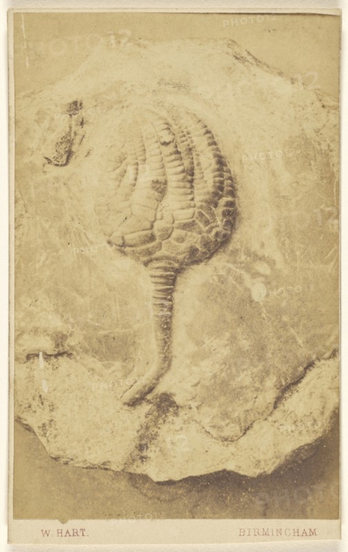 Fossil of a crinoid; William Hart, British, active Birmingham, England 1860s, 1865 - 1870; Albumen silver print