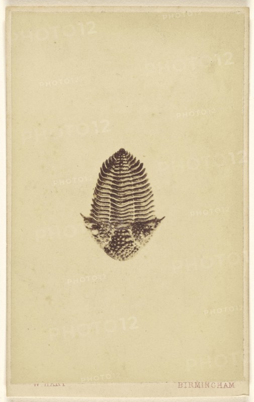 Fossil of a trilobite; William Hart, British, active Birmingham, England 1860s, 1865 - 1870; Albumen silver print