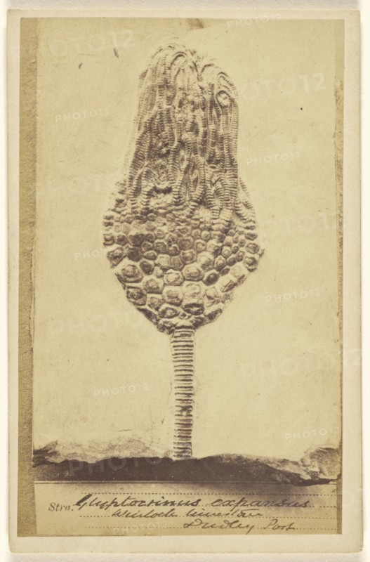 Eucalyptocrinus crinoid. Wenlock Limestone. Dudley Port; William Hart, British, active Birmingham, England 1860s, 1865 - 1870