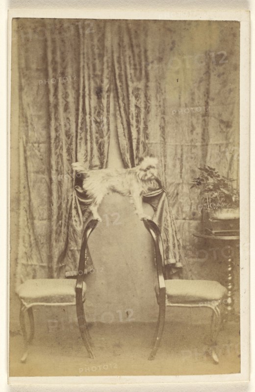 A dog balanced on two chair backs; Thomas Forrest, Welsh, active Pon-Y-Pridel, Wales 1860s - 1870s, 1865 - 1870; Albumen silver