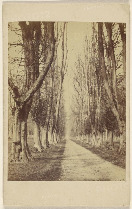 Avenue at Wollaton Hall. Lord Middleton near Nottingham; William Woodward, British, active Nottingham, England 1850s - 1860s
