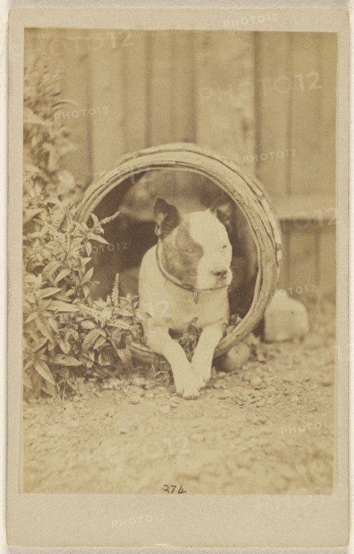 Boston bulldog inside an open barrel; about 1865; Albumen silver print