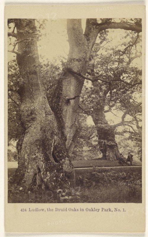 Ludlow, the Druid Oaks in Oakley Park, No. 1; Francis Bedford, English, 1815,1816 - 1894, 1864 - 1865; Albumen silver print