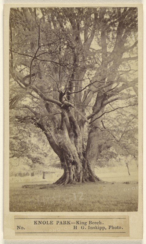 Knole Park - King Beech; H.G. Inskipp, British, active London, England 1870s, about 1865; Albumen silver print