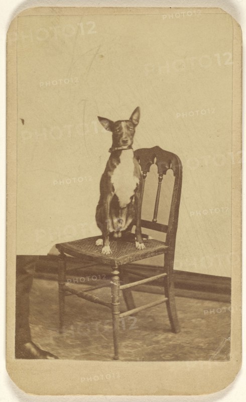 Carlo - Belonged to A.M. Grant dog posed in a chair; Charles Evans, American, active 1840s - 1860s, 1870 - 1875; Albumen silver