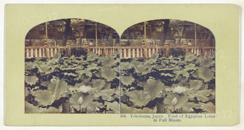 Yokohama, Japan. Pond of Egyptian Lotus in Full Bloom, recto, Temple of Juniten at Honmoku, Yokohama, Japan, verso, about 1898