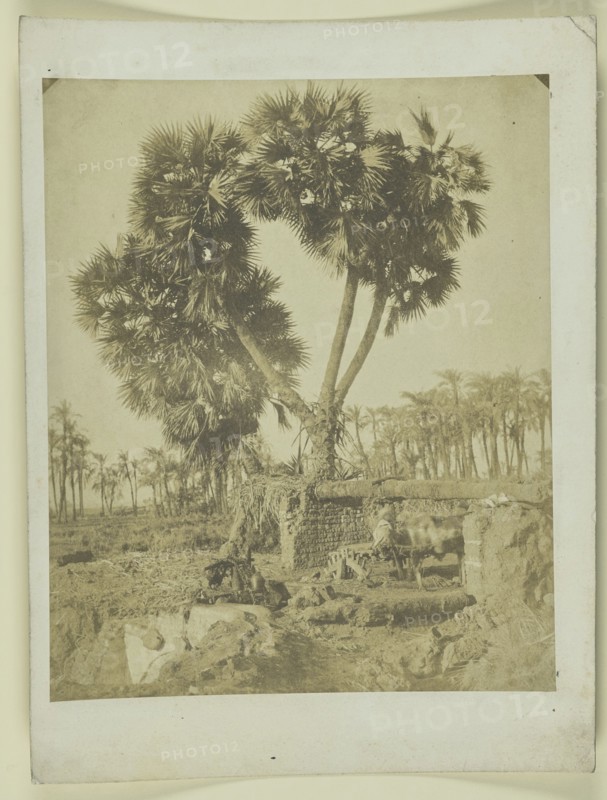 Palm tree growing from ruins; Egyptian; about 1855; Salted paper print; 24.8 x 20.4 cm, 9 3,4 x 8 1,16 in