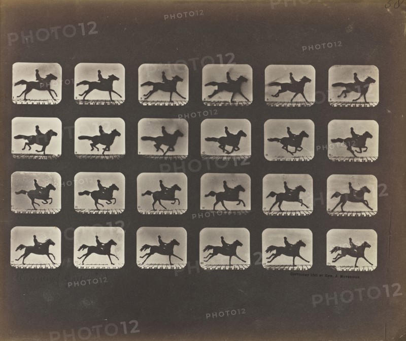 Running, Galloping, Eadweard J. Muybridge, American, born England, 1830 - 1904, 1878 - 1879; Iron salt process; 18.9 x 22.7 cm