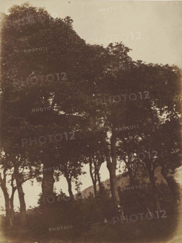Field at Bonaly; Hill & Adamson, Scottish, active 1843 - 1848, Scotland; 1843 - 1848; Salted paper print from a Calotype