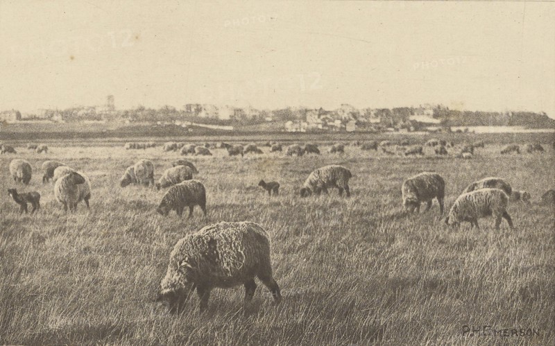 On Southwold Marshes; Peter Henry Emerson, British, born Cuba, 1856 - 1936, London, England; 1887; Photogravure