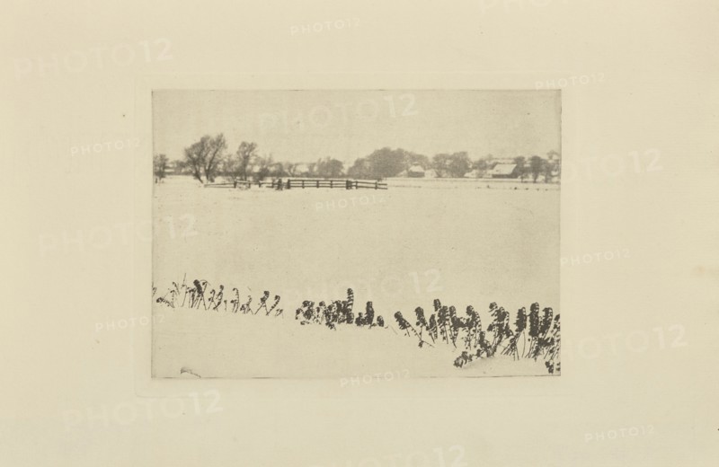 Marsh Weeds; Peter Henry Emerson, British, born Cuba, 1856 - 1936, London, England; 1895; Photogravure; 10.2 × 14.3 cm