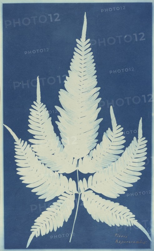 Pteris Aspericanlis; 1840s; Cyanotype; 33.3 x 20.4 cm, 13 1,8 x 8 1,16 in