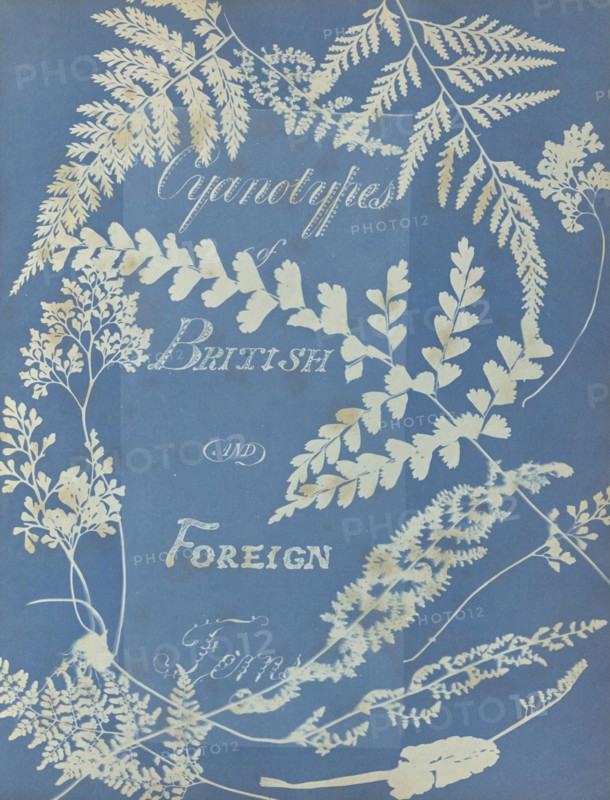 Cyanotypes of British and Foreign Ferns; Anna Atkins, British, 1799 - 1871, England; 1853; Cyanotype; 25.4 × 19.4 cm