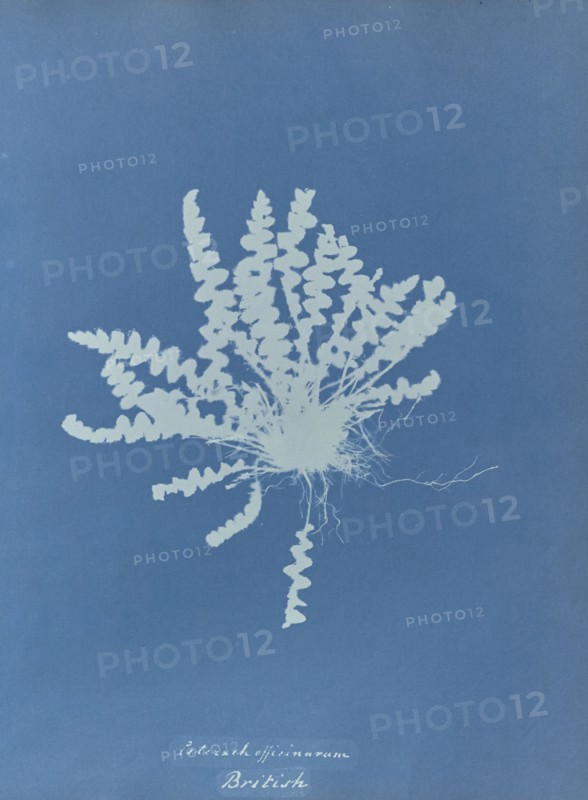 Ceterach officinarum, British; Anna Atkins, British, 1799 - 1871, England; 1853; Cyanotype; 25.4 × 19.4 cm 10 × 7 5,8 in