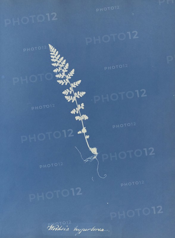 Woodsia hyperborea; Anna Atkins, British, 1799 - 1871, England; 1853; Cyanotype; 25.4 × 19.4 cm 10 × 7 5,8 in