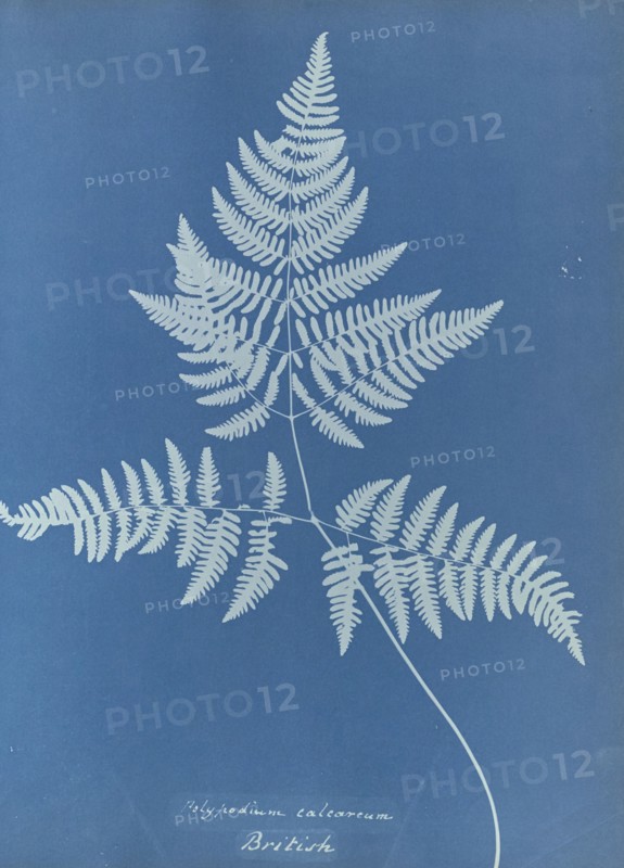Polypodium calcareum, British; Anna Atkins, British, 1799 - 1871, England; 1853; Cyanotype; 25.4 × 19.4 cm 10 × 7 5,8 in