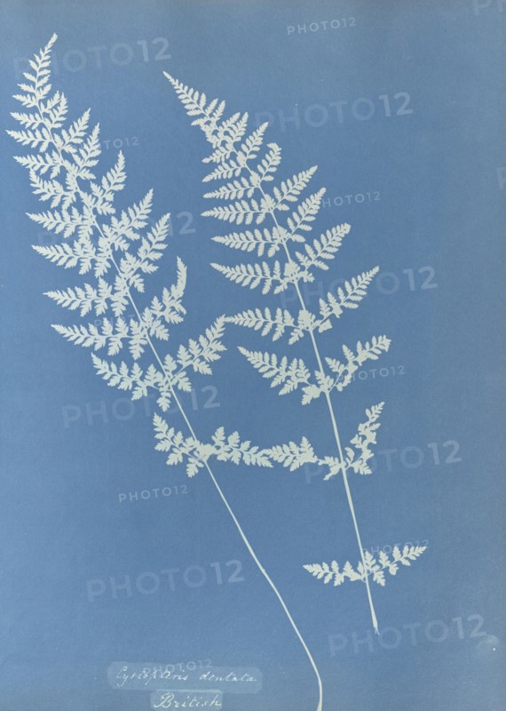 Cystopteris dentata, British; Anna Atkins, British, 1799 - 1871, England; 1853; Cyanotype; 25.4 × 19.4 cm 10 × 7 5,8 in