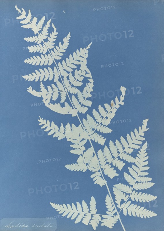 Lastrea cristata; Anna Atkins, British, 1799 - 1871, England; 1853; Cyanotype; 25.4 × 19.4 cm 10 × 7 5,8 in