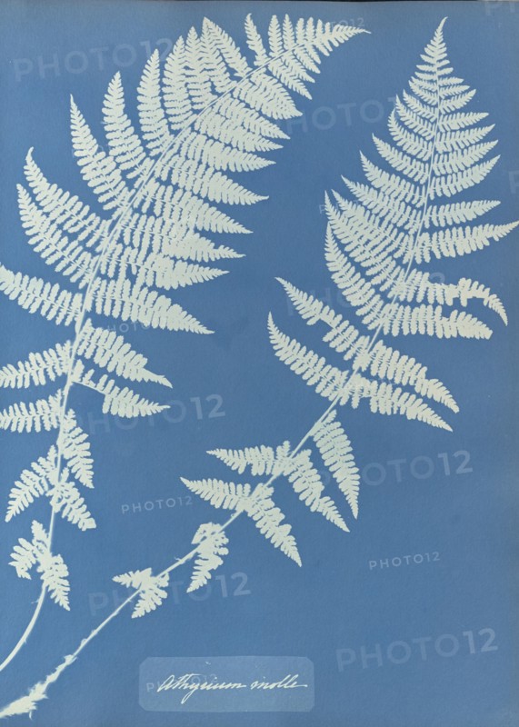 Athyrium molle; Anna Atkins, British, 1799 - 1871, England; 1853; Cyanotype; 25.4 × 19.4 cm 10 × 7 5,8 in