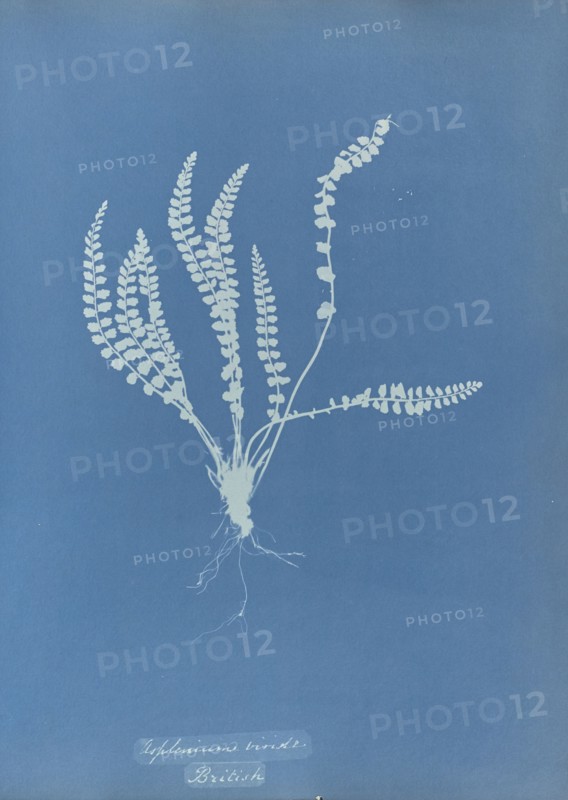 Asplenium viride, British; Anna Atkins, British, 1799 - 1871, England; 1853; Cyanotype; 25.4 × 19.4 cm 10 × 7 5,8 in