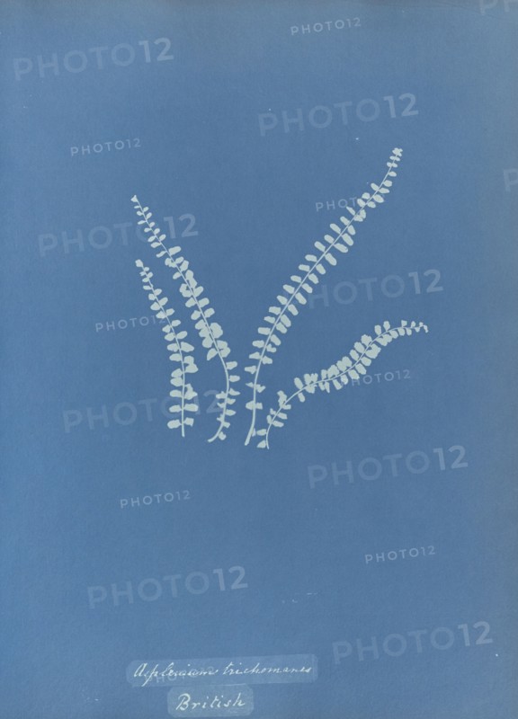 Asplenium trichomanes, British; Anna Atkins, British, 1799 - 1871, England; 1853; Cyanotype; 25.4 × 19.4 cm 10 × 7 5,8 in