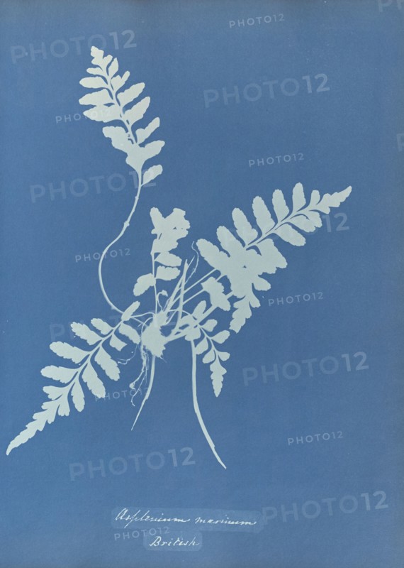 Asplenium marinum, British; Anna Atkins, British, 1799 - 1871, England; 1853; Cyanotype; 25.4 × 19.4 cm 10 × 7 5,8 in