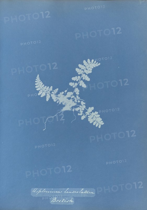 Asplenium lanceolatum, British; Anna Atkins, British, 1799 - 1871, England; 1853; Cyanotype; 25.4 × 19.4 cm 10 × 7 5,8 in