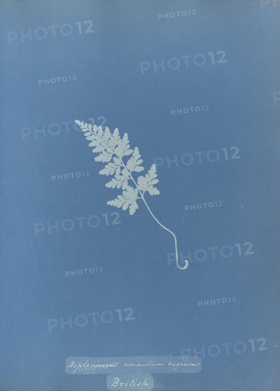 Asplenium adiantum nigrum, British; Anna Atkins, British, 1799 - 1871, England; 1853; Cyanotype; 25.4 × 19.4 cm 10 × 7 5,8 in