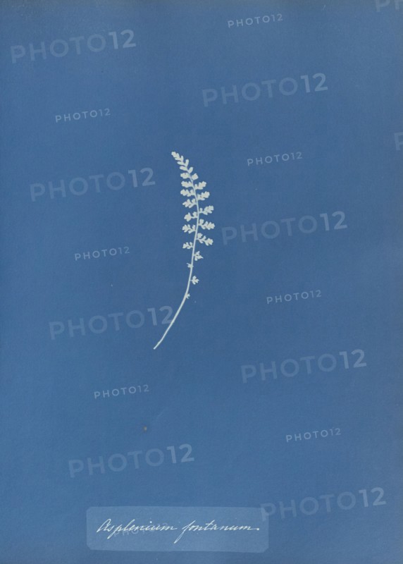 Asplenium fontanum; Anna Atkins, British, 1799 - 1871, England; 1853; Cyanotype; 25.4 × 19.4 cm 10 × 7 5,8 in