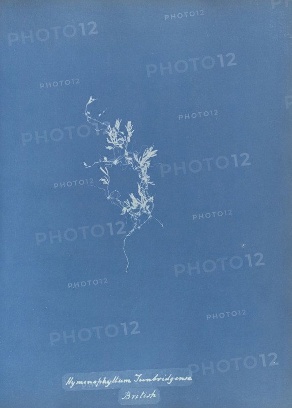 Hymenophyllum Tunbridgense, British; Anna Atkins, British, 1799 - 1871, England; 1853; Cyanotype; 25.4 × 19.4 cm 10 × 7 5,8 in
