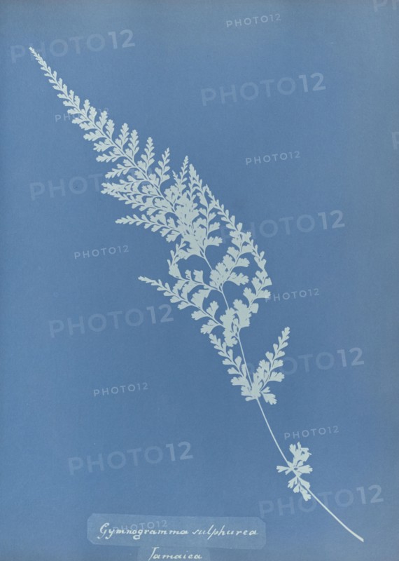 Gymnogramma sulphurea, Jamaica; Anna Atkins, British, 1799 - 1871, England; 1853; Cyanotype; 25.4 × 19.4 cm 10 × 7 5,8 in