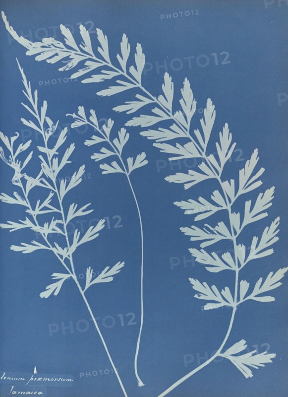 Asplenium praemorsum, Jamaica; Anna Atkins, British, 1799 - 1871, England; 1853; Cyanotype; 25.4 × 19.4 cm 10 × 7 5,8 in
