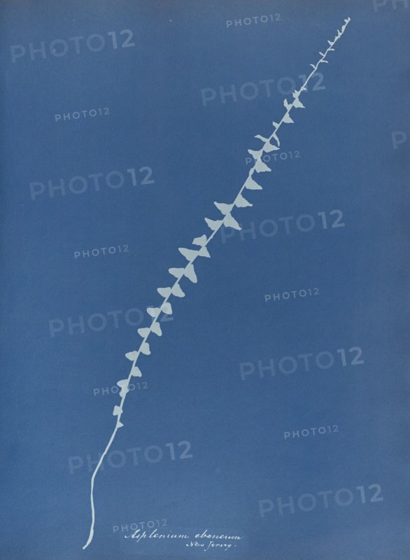 Asplenium ebenum, New Jersey; Anna Atkins, British, 1799 - 1871, England; 1853; Cyanotype; 25.4 × 19.4 cm 10 × 7 5,8 in