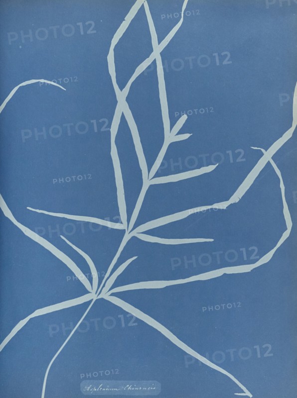 Asplenium Chinensis; Anna Atkins, British, 1799 - 1871, England; 1853; Cyanotype; 25.4 × 19.4 cm 10 × 7 5,8 in